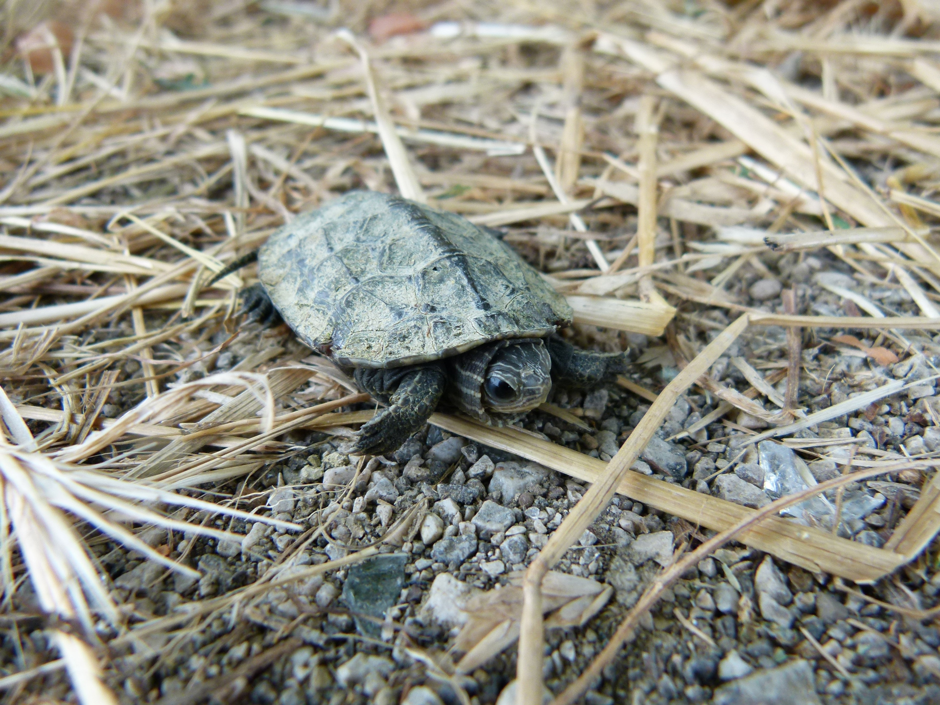 The Balkan pond turtle – Natural History Museum Dubrovnik